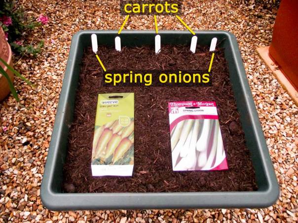 carrots-and-onions-sown