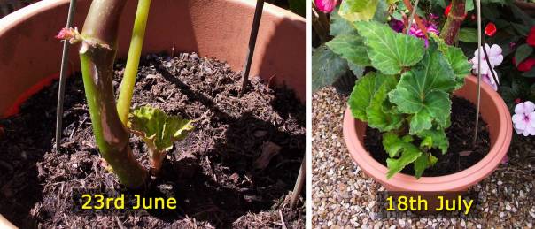 begonia-cutting-june-july-comparison