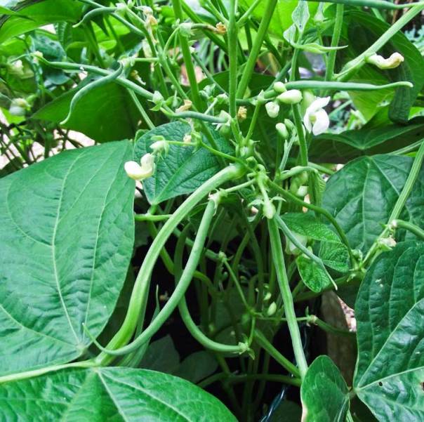 french-beans-close-20-july