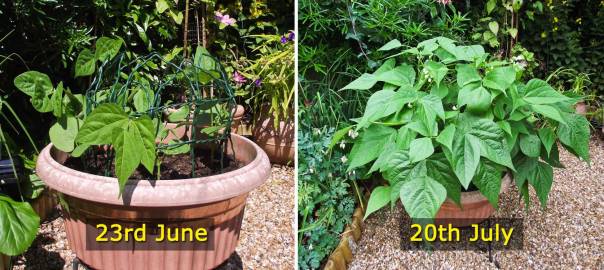 french-beans-june-july-comparison