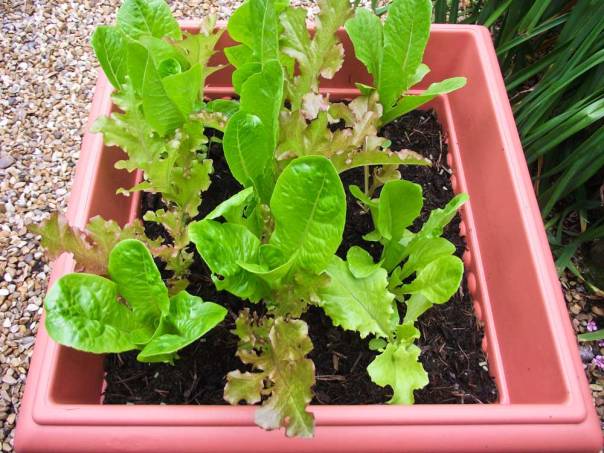lettuce-20-july