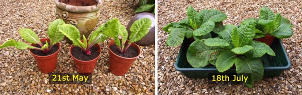 primroses-may-to-july-comparison