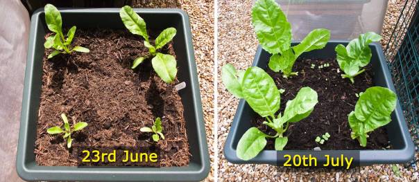 spinach-june-july-comparison