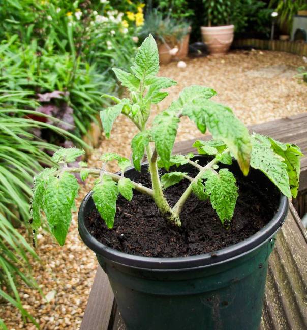 tomato-sideshoot-potted-up-13th-june